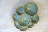 WATER LILY